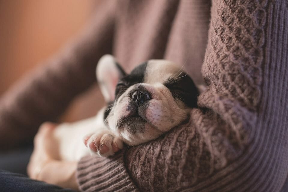 Cute puppy sleeping in a lap