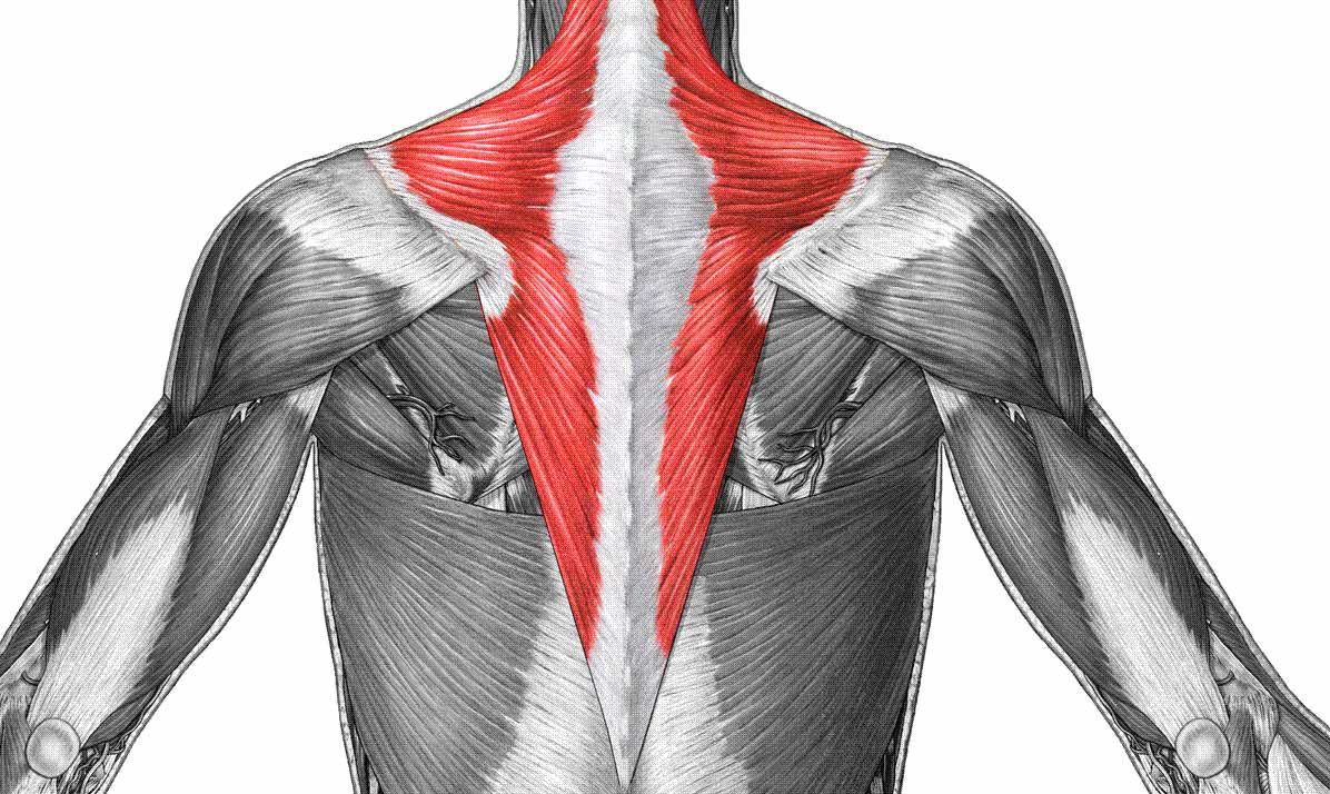 Trap muscles scheme