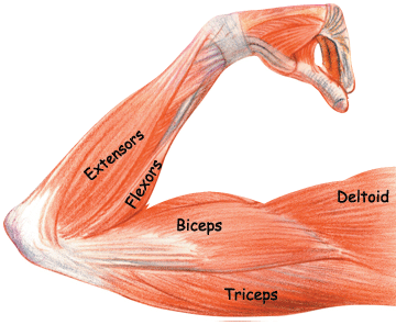 Scheme of arm muscles on a white background