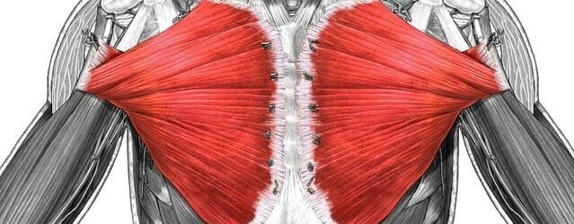Pectoralis major muscle