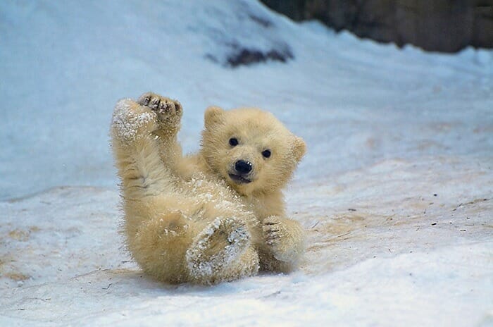 Baby polar bear enjoying in the snow