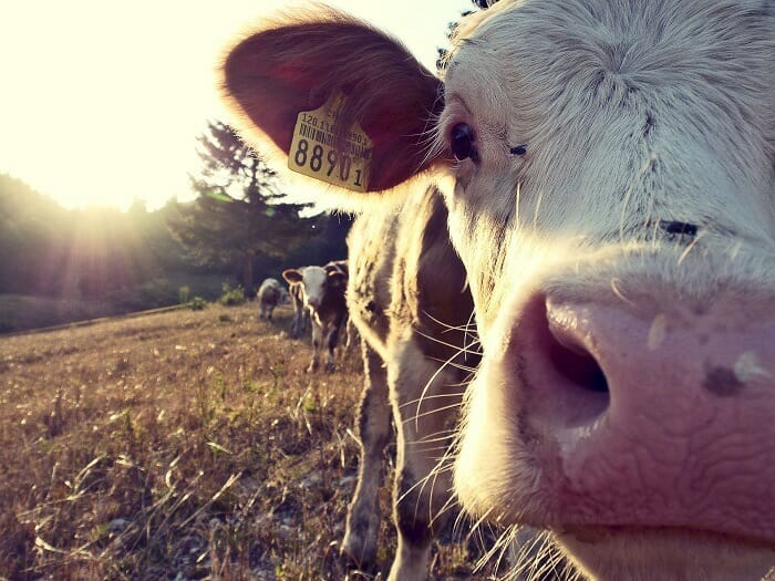 Curious cow sniffing camera
