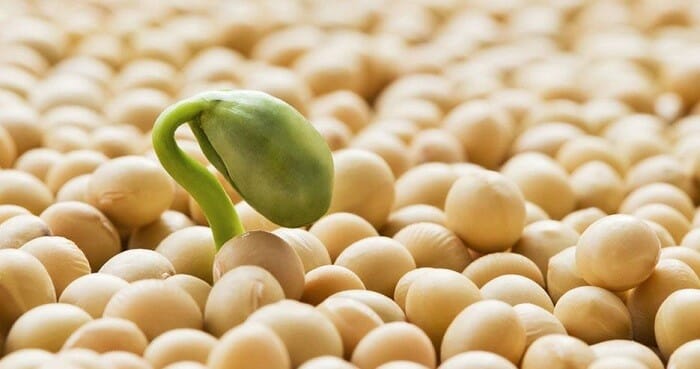 Soy beans