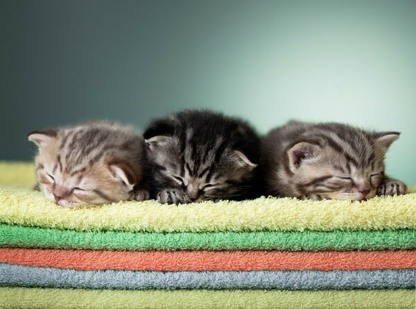 Kittens sleeping on a colorful towels