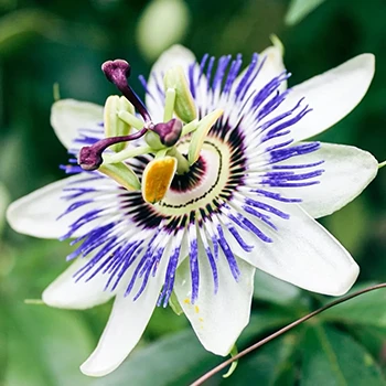 A close up shot of chrysin flower