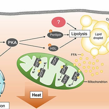 lipolysis