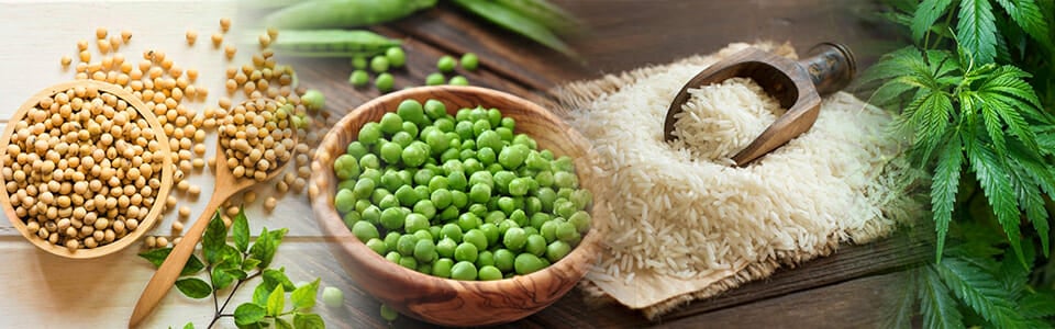 Plant based Protein Banner- Soy,Peace,Rice, Hemp