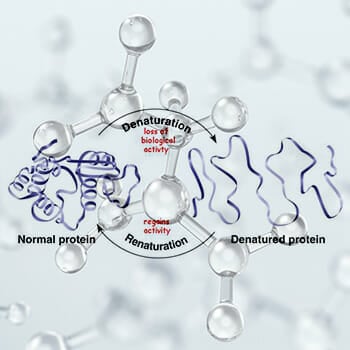 denaturation-of-protein