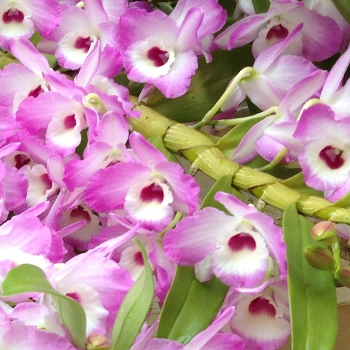 Dendrobium Nobile Extract