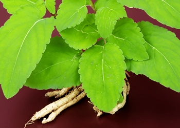 Coleus Forskohlii leaves