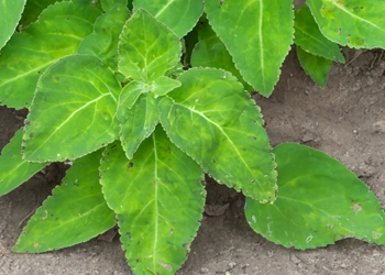 Coleus Forskohlii leaves