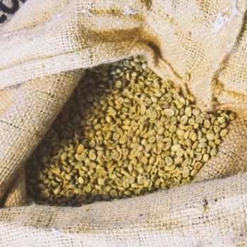 Scoop of green coffee bean extract