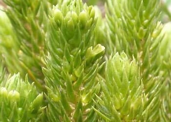 Toothed Clubmoss Extract