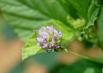 Psoralea