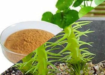 Bacopa Monniera and Huperzine