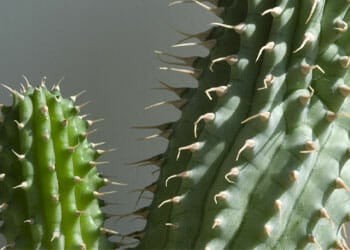 Hoodia Gordonii