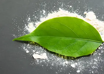 L-Theanine Leaf and Powder