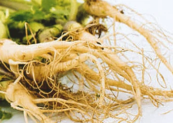 Close up shot of Nettle Root