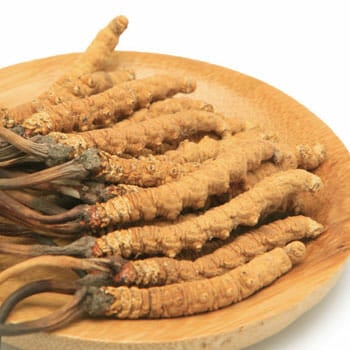 Cordyceps Sinensis