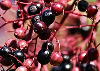 Elderberry