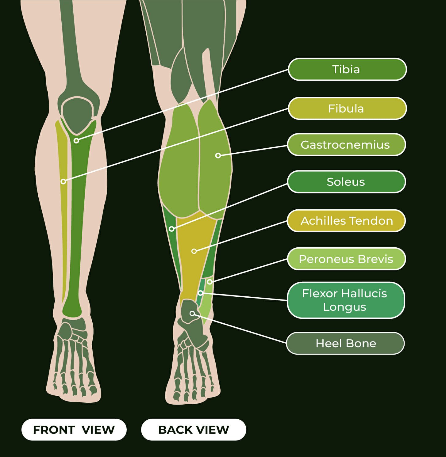 lower leg bones