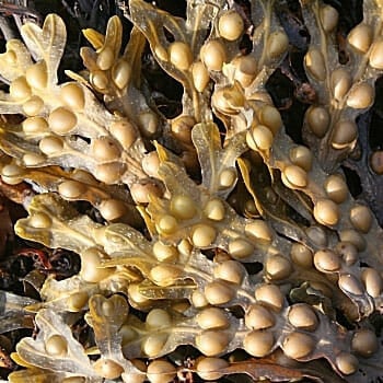 BladderWrack