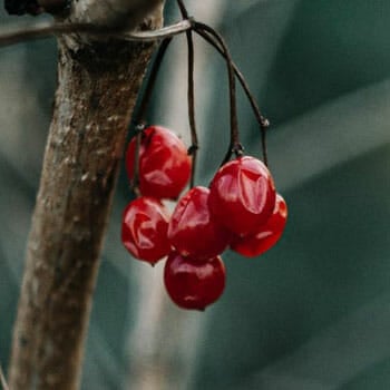 cranberries on a tree