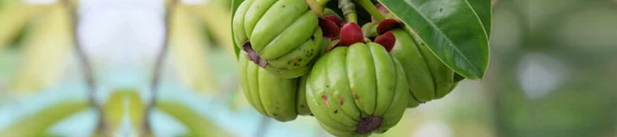 tree branches with green fruits hanging