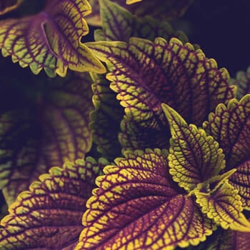 coleus flower