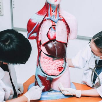 doctors examining a mock up of human organs