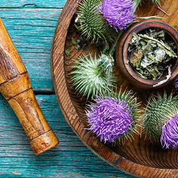 Milk thistle with flowers