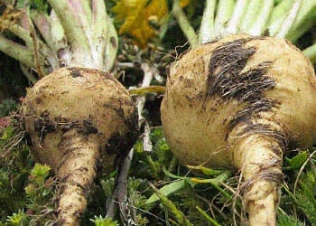 close up image of a freshly cropped maca root