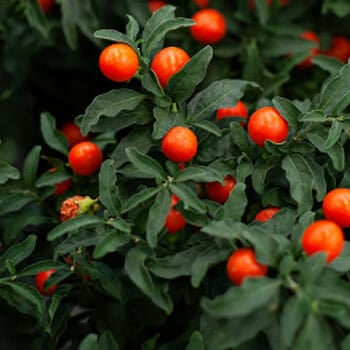 still image of a Ashwagandha plant