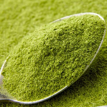 A spoon full of wheatgrass powder