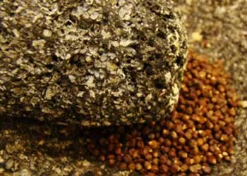 Grains of Paradise Extract close up image