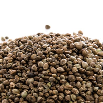 Hemp seeds on white background