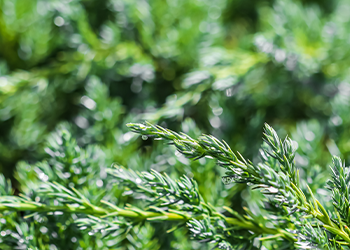 close up image of juniper leaves