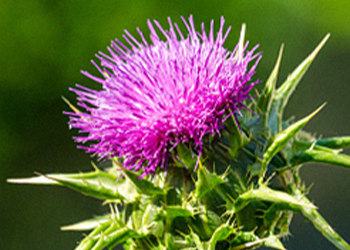 Milk Thistle flower close up