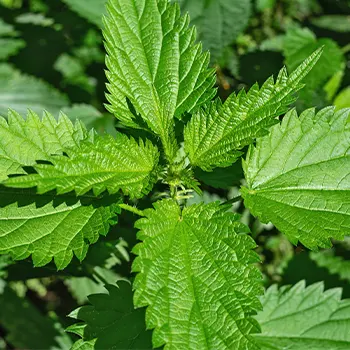 Close up image of a nettle plant