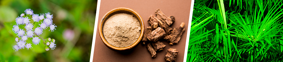 herbal plants and a bowl of powder