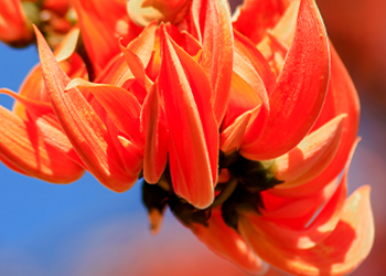 Butea Monosperma close up image