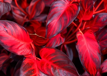 coleus forskohlii close up