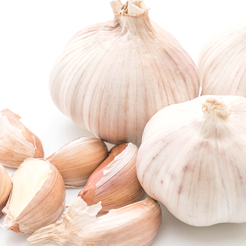 Garlic on plain white background