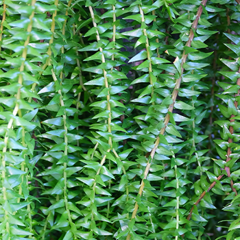 chinese club moss