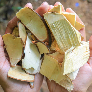 Malaysian Ginseng on hand