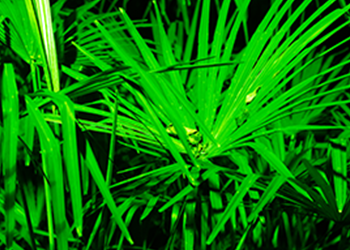 Saw Palmetto palm leaves green lighting