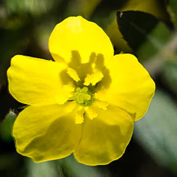 Close up image of Tribulus Terrestris