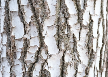 Close up shot of White Willow Bark