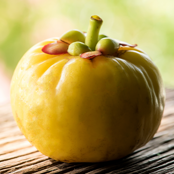 Garcinia Cambogia yellow fruit