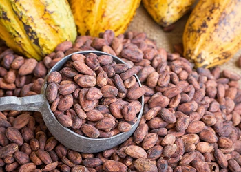 cocoa beans